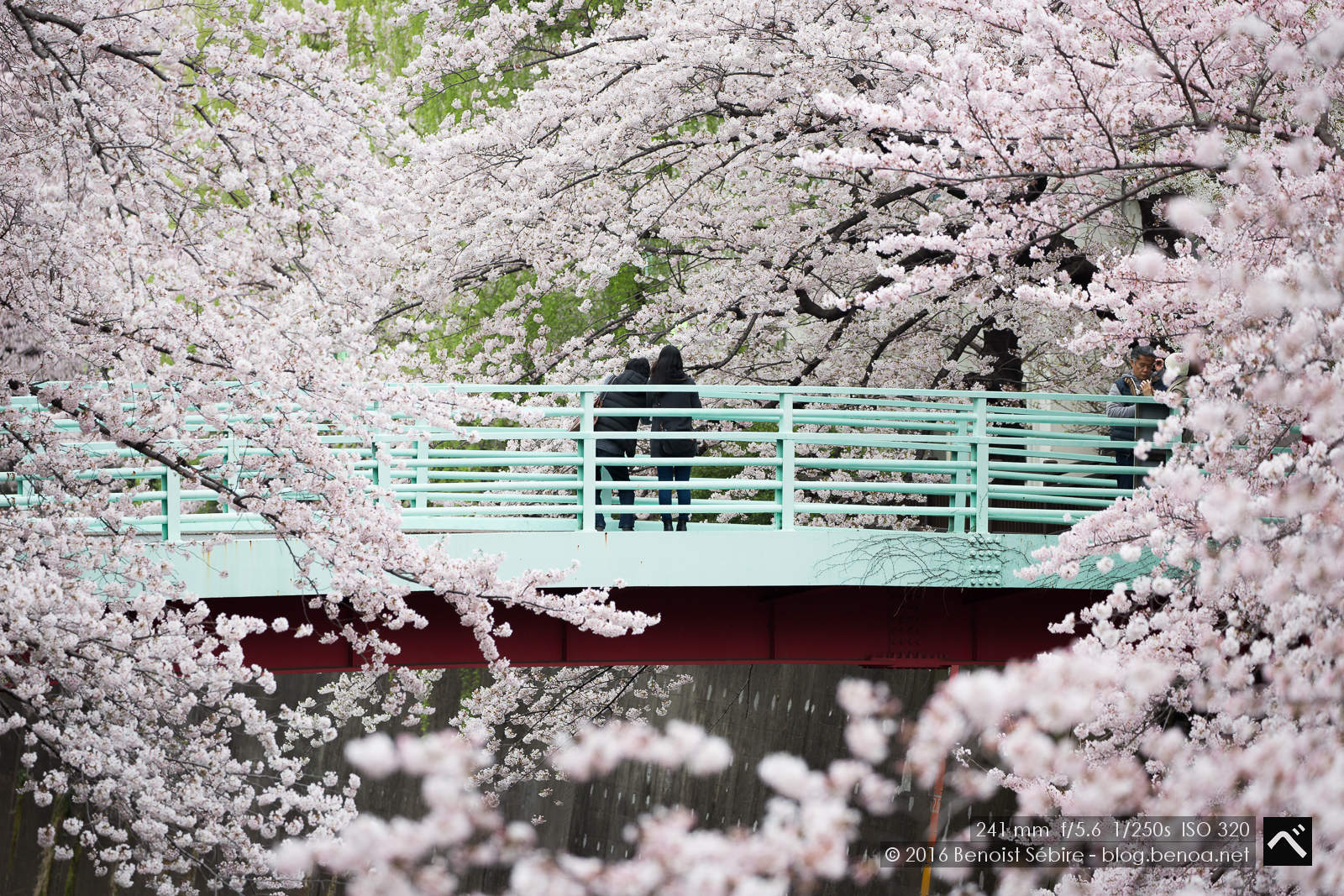 Shakuji River Hanami-01