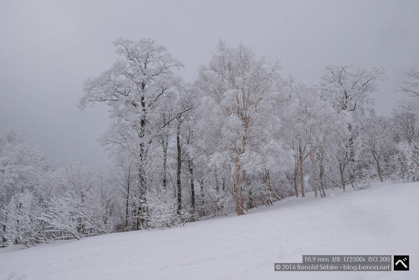 Snow Trees-01