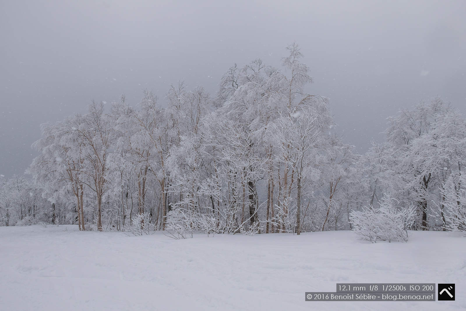 Snow Trees-02
