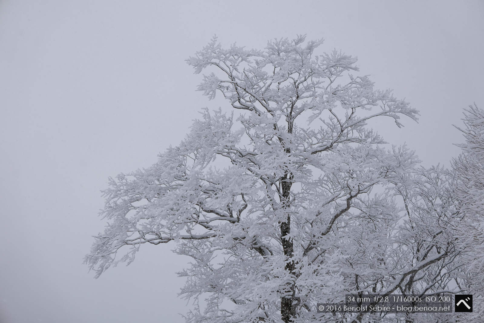 Snow Trees-03