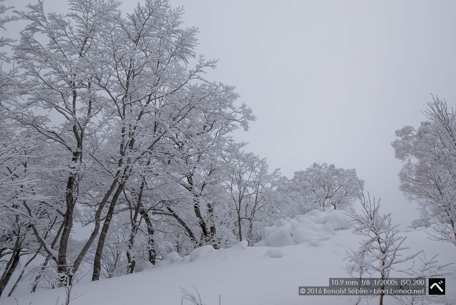 Snow Trees-05