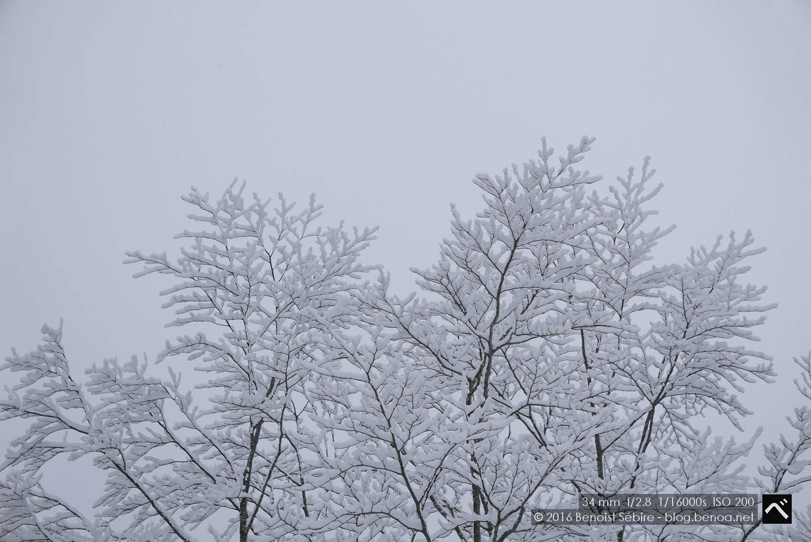 Snow Trees-06