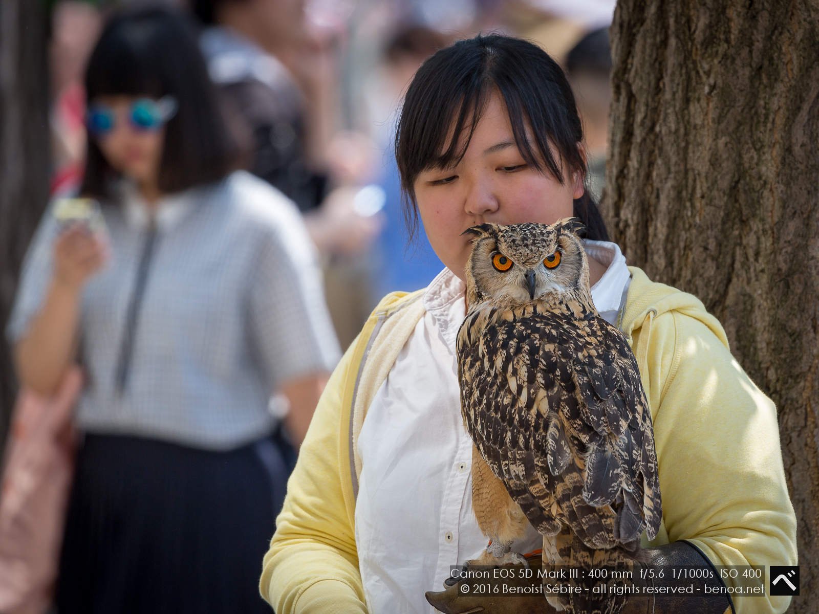 Harajuku Owl Benoa in Japan