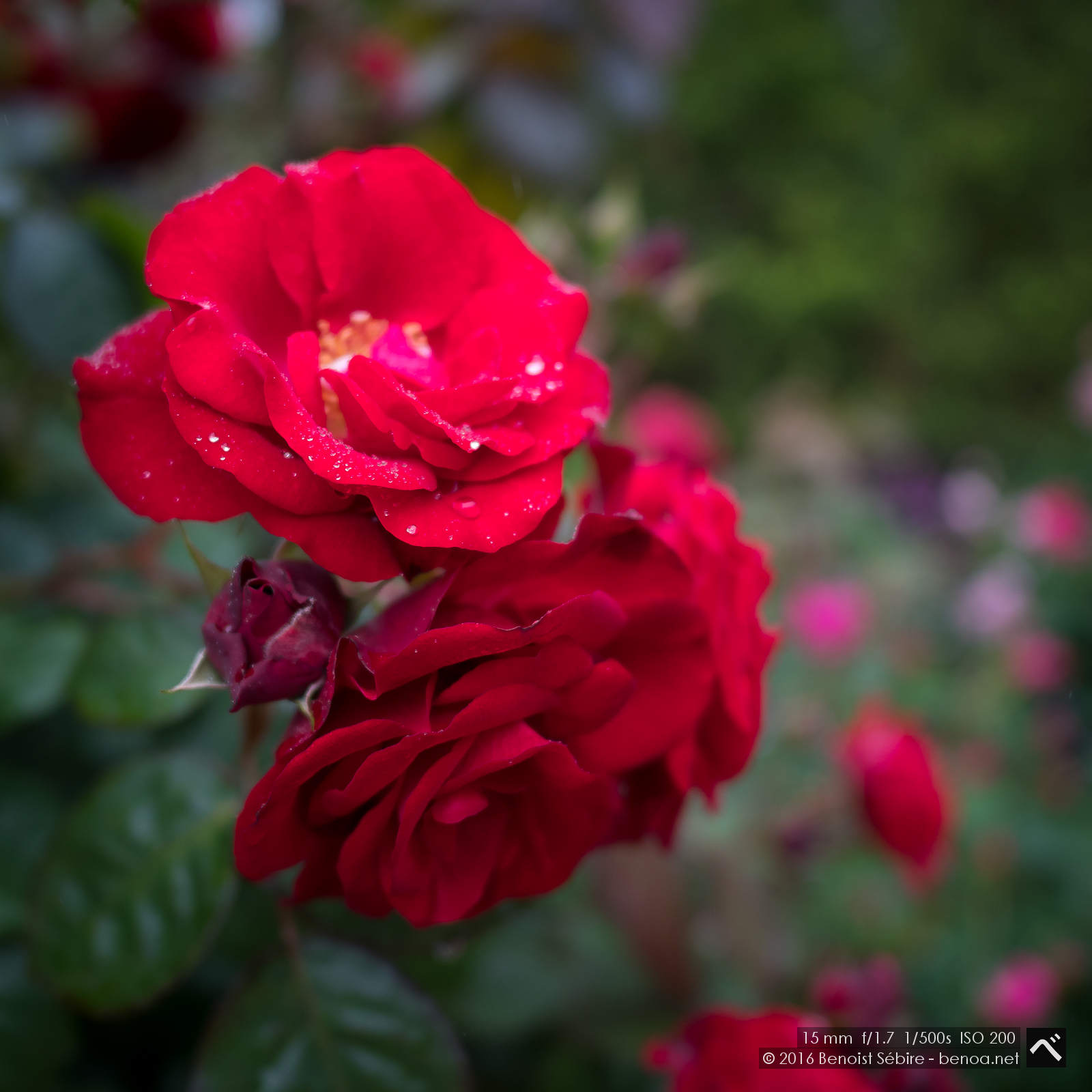 Roses and Rain-01