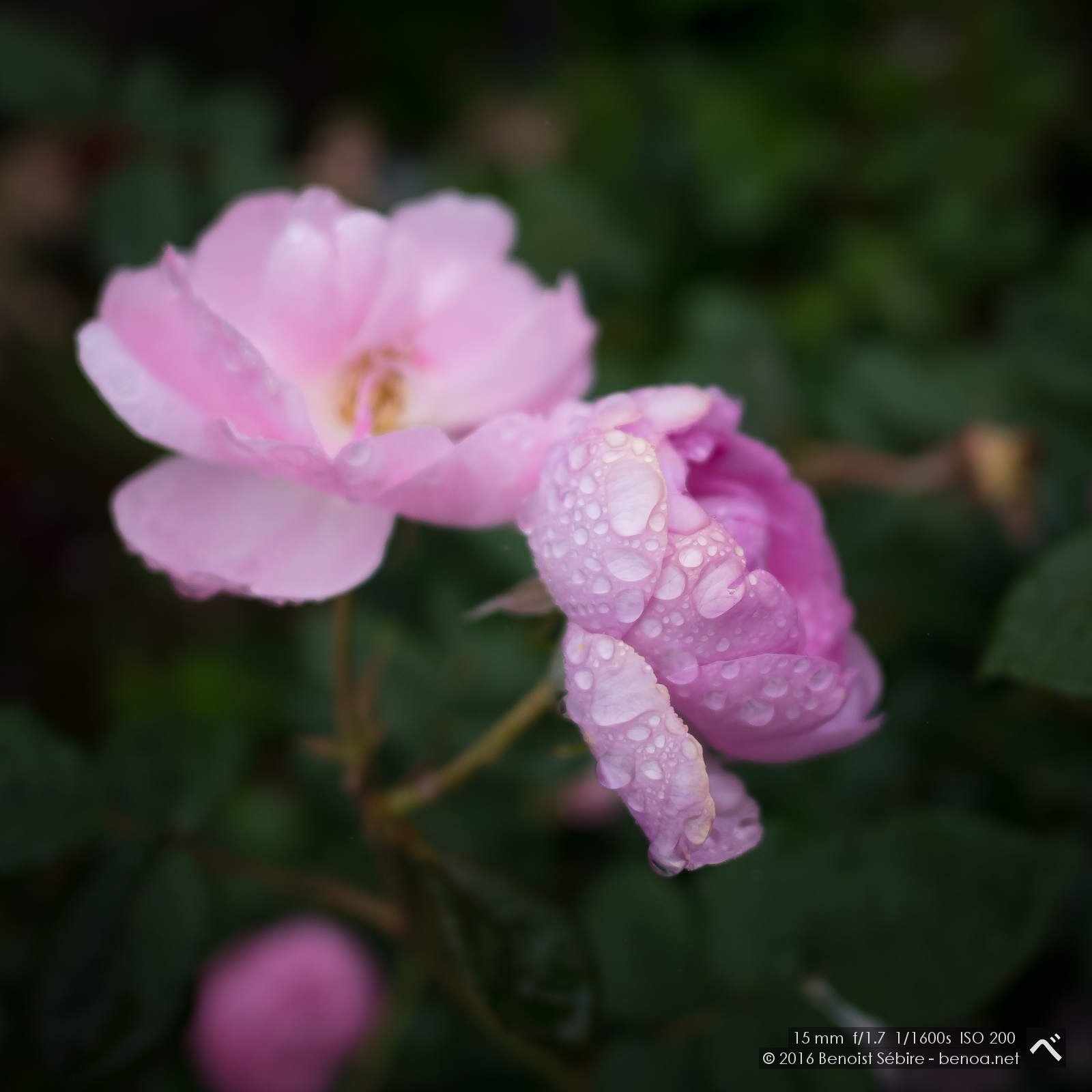 Roses and Rain-05