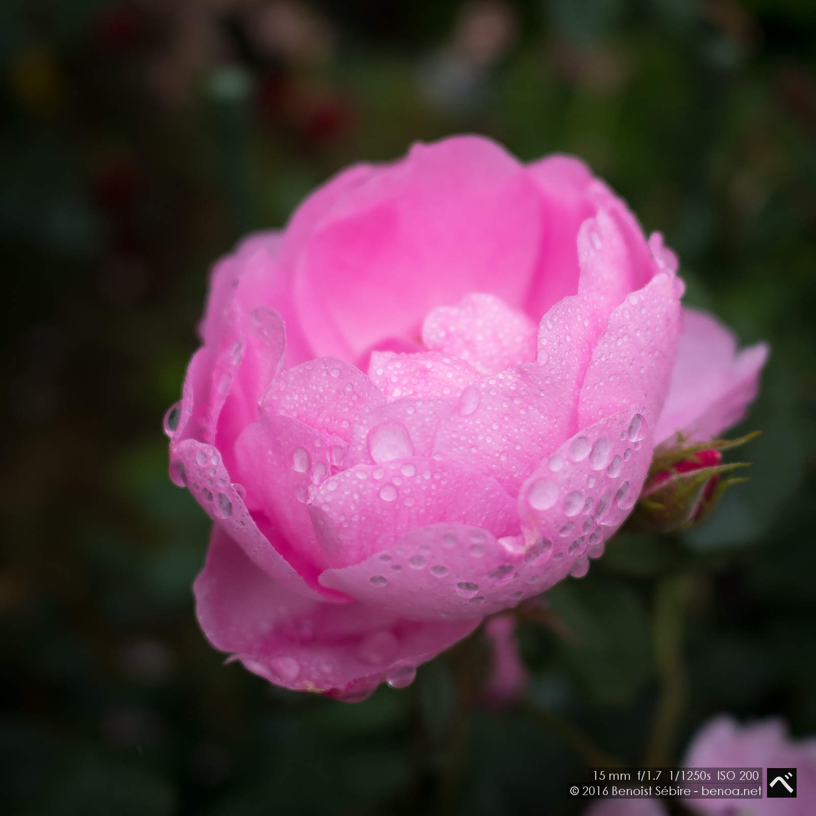 Roses and Rain-06