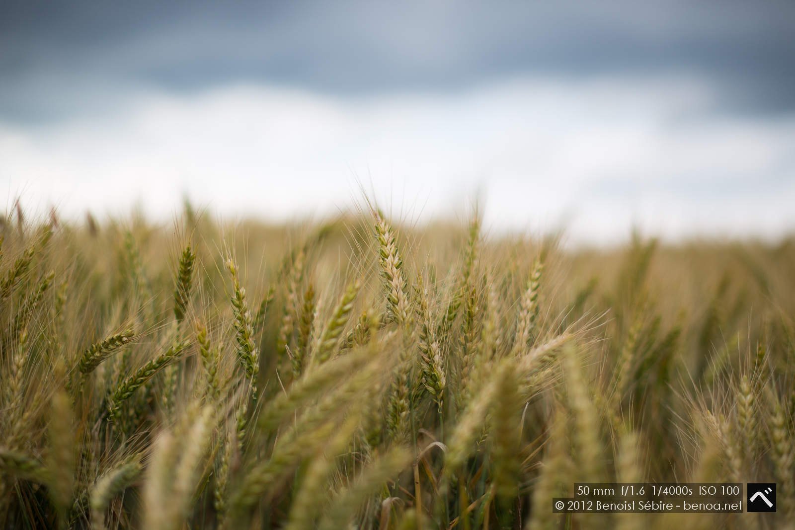 wheatscape-06