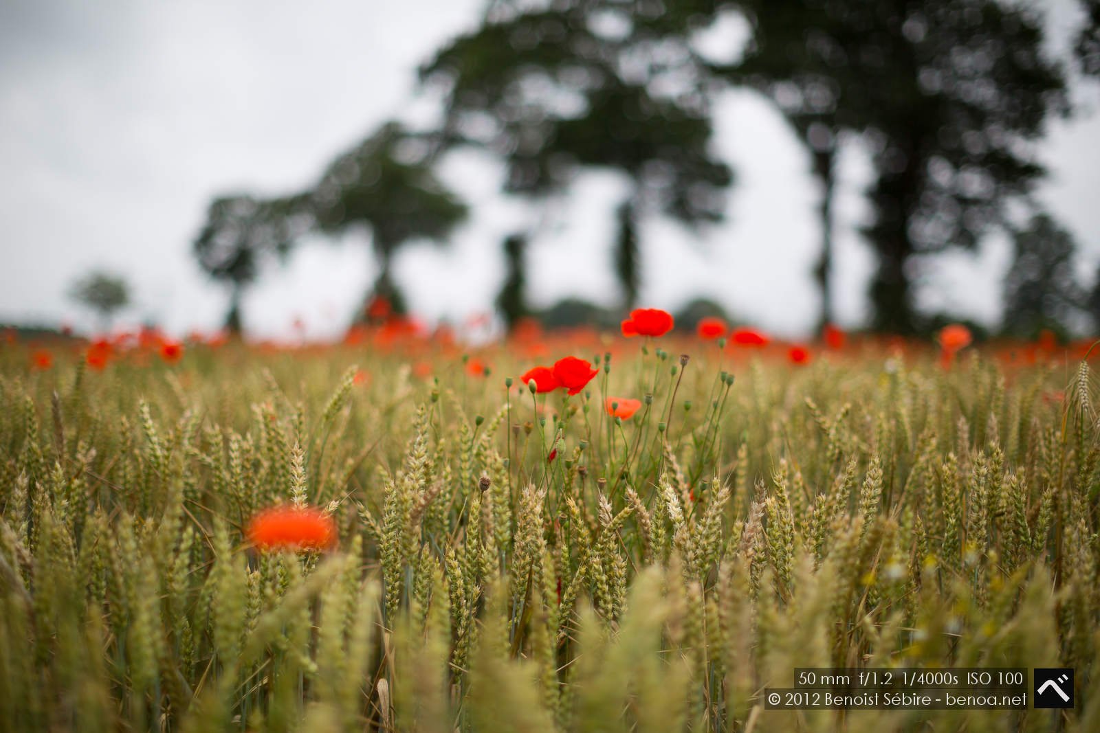 wheatscape-11