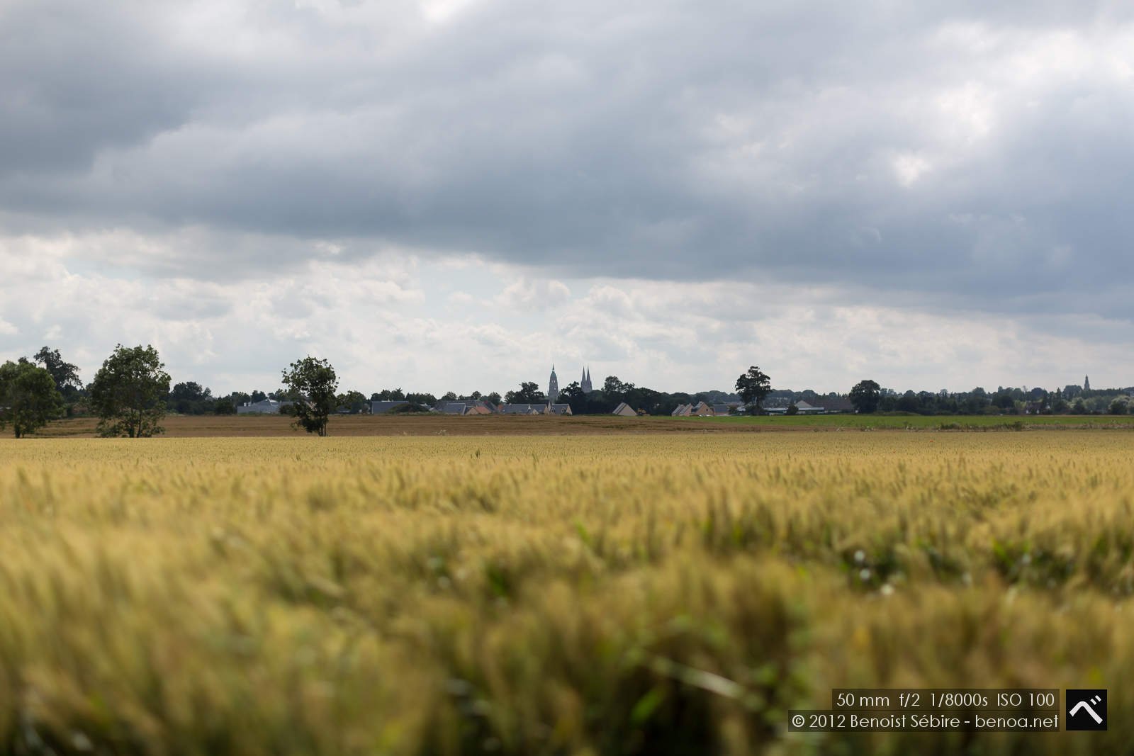 wheatscape-17