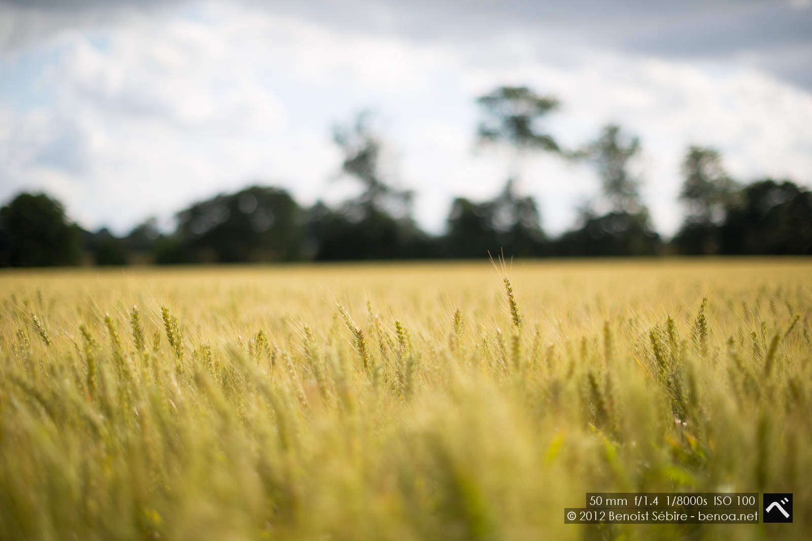 wheatscape-19