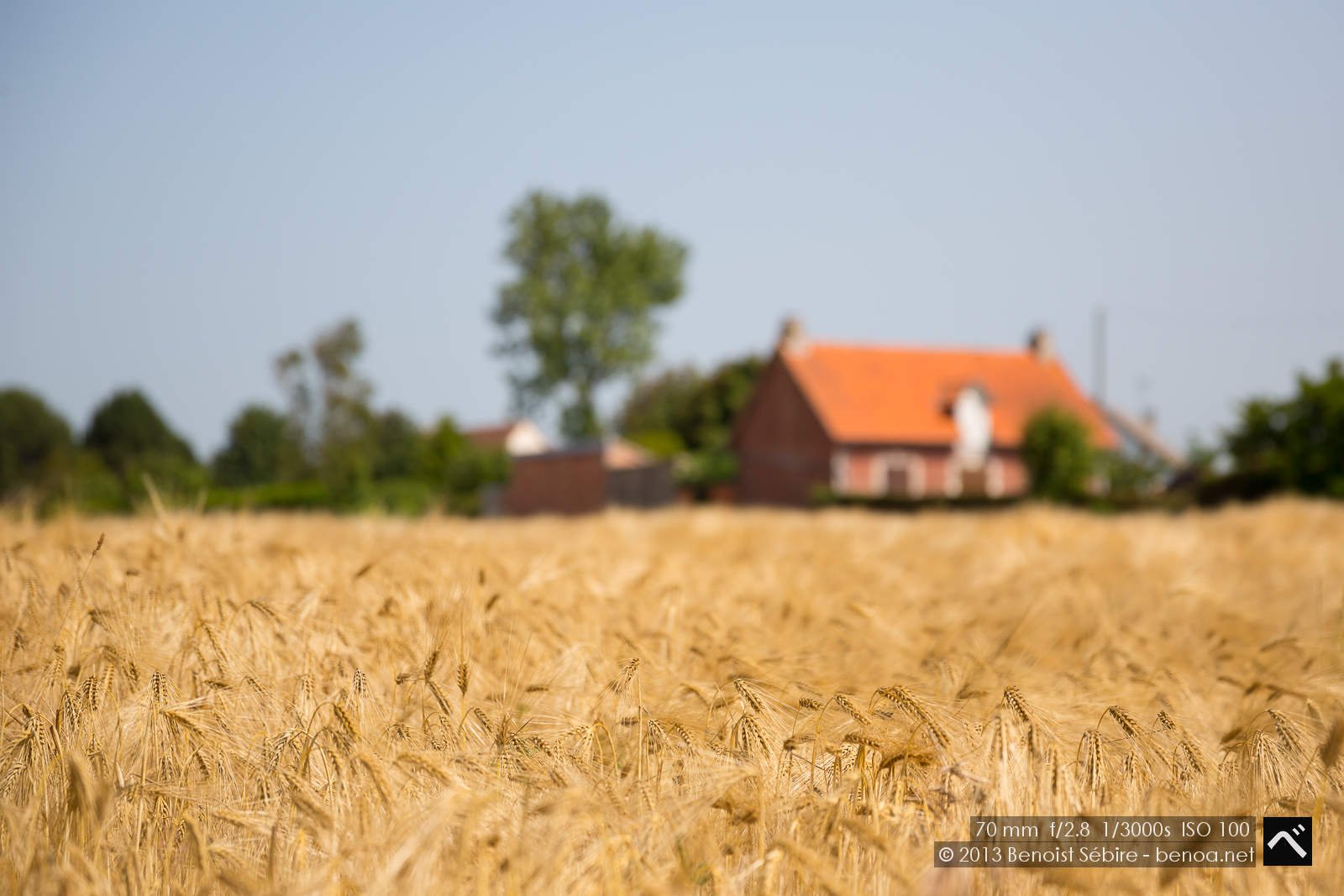 wheatscape-26