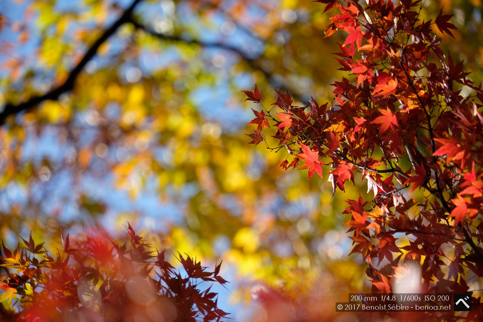 Autumn Colors – Benoa in Japan